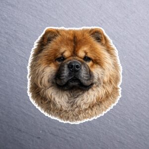 Chow Chow Sticker. These stickers are made with printable vinyl with a vinyl top coat that is scratch-resistant and water resistant.