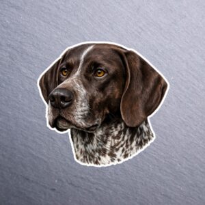 German Shorthaired Pointer Sticker. These stickers are made with printable vinyl with a vinyl top coat that is scratch-resistant and water resistant.