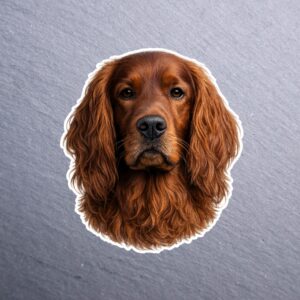 Irish Setter Sticker. These stickers are made with printable vinyl with a vinyl top coat that is scratch-resistant and water resistant.