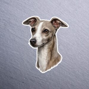 Italian Greyhound Sticker. These stickers are made with printable vinyl with a vinyl top coat that is scratch-resistant and water resistant.
