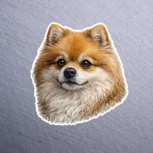 Pomeranian Sticker. These stickers are made with printable vinyl with a vinyl top coat that is scratch-resistant and water resistant.